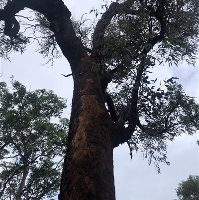 Eucalyptus squamosa at Laguna, NSW - 17 Mar 2021 by Wirrimbirra