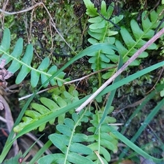 Blechnum nudum (Fishbone Water Fern) at Paddys River, NSW - 15 May 2025 by joscobie