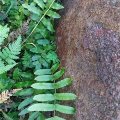 Blechnum wattsii (Hard Water Fern) at Paddys River, NSW - 15 May 2025 by joscobie