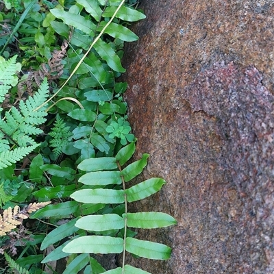Blechnum wattsii (Hard Water Fern) at Paddys River, NSW - 15 May 2025 by joscobie