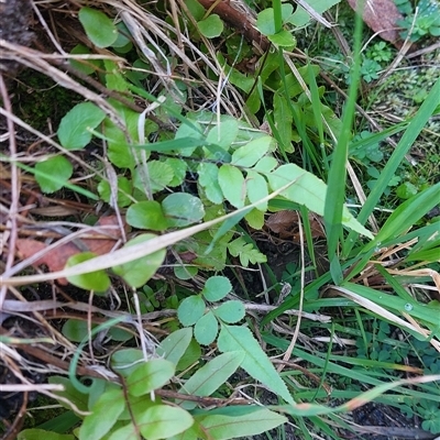Blechnum wattsii (Hard Water Fern) at Paddys River, NSW - 15 May 2025 by joscobie