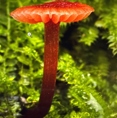 Hygrocybe sp. ‘red’ (A Waxcap) at Barton, ACT - 16 May 2025 by KarinNeufeld