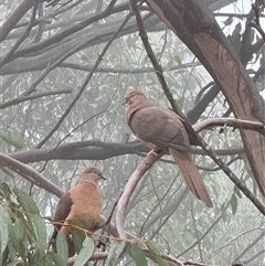 Macropygia phasianella (Brown Cuckoo-dove) at Bucketty, NSW - Today by MartinPredavec