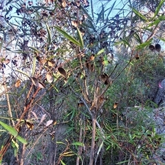 Lomatia myricoides (River Lomatia) at Paddys River, NSW - 15 May 2025 by joscobie