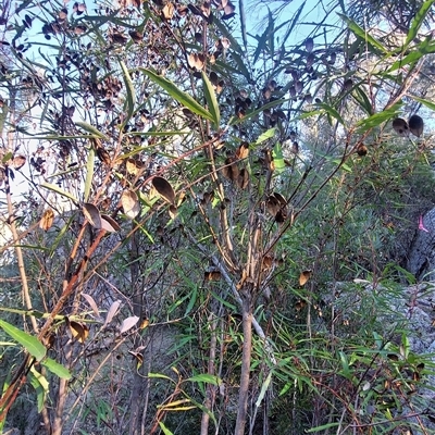 Lomatia myricoides (River Lomatia) at Paddys River, NSW - 15 May 2025 by joscobie
