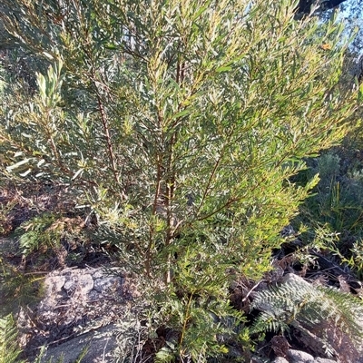 Acacia rubida (Red-stemmed Wattle, Red-leaved Wattle) at Paddys River, NSW - 15 May 2025 by joscobie