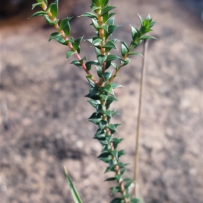 Epacris breviflora (Drumstick Heath) at Paddys River, NSW - 15 May 2025 by joscobie
