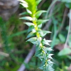 Epacris breviflora at Paddys River, NSW - 15 May 2025 02:19 PM