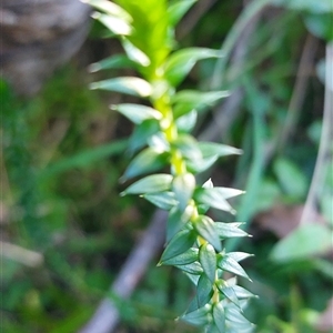Epacris breviflora at Paddys River, NSW - 15 May 2025 02:19 PM