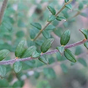 Leptospermum sp. at Paddys River, NSW - Yesterday by joscobie