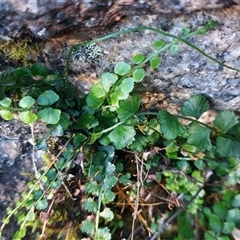 Asplenium flabellifolium (Necklace Fern) at Paddys River, NSW - 15 May 2025 by joscobie