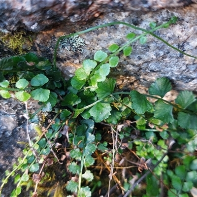 Asplenium flabellifolium (Necklace Fern) at Paddys River, NSW - 15 May 2025 by joscobie