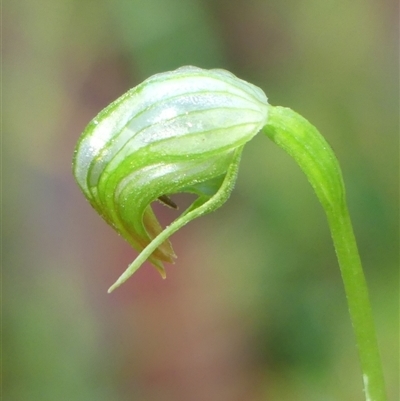 Pterostylis nutans (Nodding Greenhood) at Thirlmere, NSW - 14 May 2025 by Curiosity