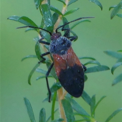 Oncopeltus (Oncopeltus) sordidus (Milk vine bug) at Thirlmere, NSW - 14 May 2025 by Curiosity
