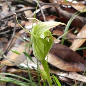 Pterostylis acuminata at Thirlmere, NSW - suppressed