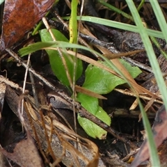 Pterostylis acuminata at Thirlmere, NSW - suppressed
