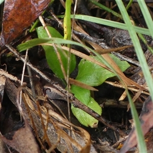 Pterostylis acuminata at Thirlmere, NSW - suppressed