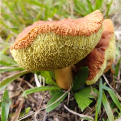 Unverified Fungus at Lower Mangrove, NSW - 13 May 2025 by Mikebreheny