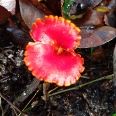 Unverified Fungus at Ghan, NT - 13 May 2025 by Mikebreheny