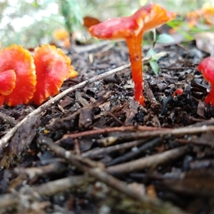 Hygrocybe sp. at Ghan, NT - 13 May 2025 11:00 AM