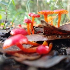 Hygrocybe sp. at Ghan, NT - 13 May 2025 11:00 AM
