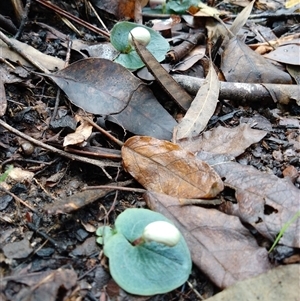 Unverified Orchid at Lower Mangrove, NSW - 30 Apr 2025 by Mikebreheny