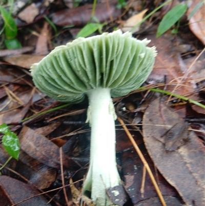 Unverified Fungus at Lower Mangrove, NSW - 30 Apr 2025 by Mikebreheny