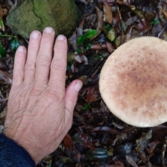 Unverified Fungus at Gosford, NSW - 28 Apr 2025 by Mikebreheny