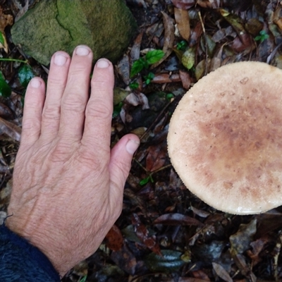 Unverified Fungus at Gosford, NSW - 28 Apr 2025 by Mikebreheny