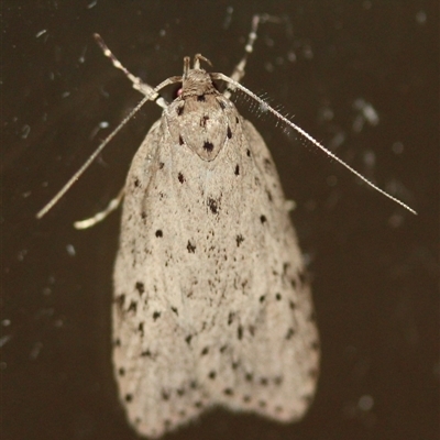Stictochila (genus) (A Concealer moth (Wingia group) at Tathra, NSW - 10 Mar 2022 by MichaelBedingfield