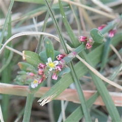Unverified Other Wildflower or Herb at Little Billabong, NSW - 15 Apr 2025 by ConBoekel