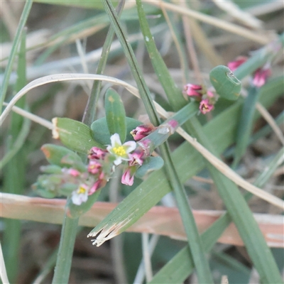 Unverified Other Wildflower or Herb at Little Billabong, NSW - 15 Apr 2025 by ConBoekel