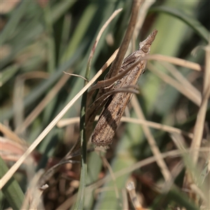 Unverified Moth (Lepidoptera) at Little Billabong, NSW - 15 Apr 2025 by ConBoekel