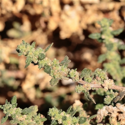 Unverified Other Wildflower or Herb at Little Billabong, NSW - 15 Apr 2025 by ConBoekel