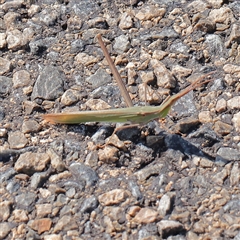 Acrida conica (Giant green slantface) at Little Billabong, NSW - 15 Apr 2025 by ConBoekel