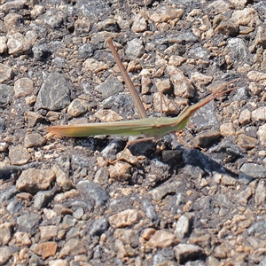 Acrida conica at Little Billabong, NSW - 15 Apr 2025 11:53 AM