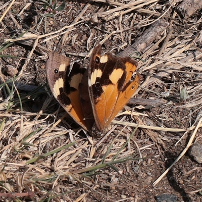 Heteronympha merope (Common Brown Butterfly) at Little Billabong, NSW - 15 Apr 2025 by ConBoekel