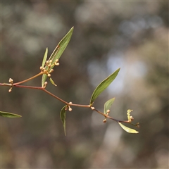 Acacia verniciflua (Varnish Wattle) at Chiltern, VIC - 15 Apr 2025 by ConBoekel