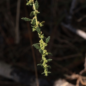 Unverified Other Wildflower or Herb at Acheron, VIC - 16 Apr 2025 by ConBoekel