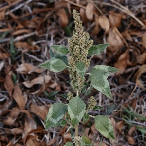 Amaranthus sp. at Acheron, VIC - 16 Apr 2025 02:37 PM