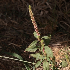 Amaranthus sp. at Acheron, VIC - 16 Apr 2025 02:36 PM