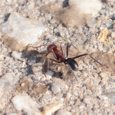 Iridomyrmex purpureus (Meat Ant) at Mullengandra, NSW - 17 Apr 2025 by ConBoekel