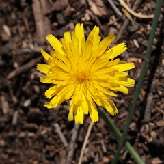 Unverified Daisy at Mullengandra, NSW - 17 Apr 2025 by ConBoekel