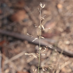 Unverified Grass at Mullengandra, NSW - 17 Apr 2025 by ConBoekel