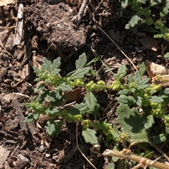 Dysphania pumilio (Small Crumbweed) at Mullengandra, NSW - 17 Apr 2025 by ConBoekel