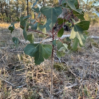 Brachychiton populneus (Kurrajong) at Fraser, ACT - 15 May 2025 by R0ger