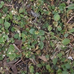 Alternanthera pungens (Khaki Weed) at Parkes, ACT - 9 May 2025 by pinnaCLE