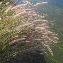 Cenchrus purpurascens (Swamp Foxtail) at Parkes, ACT - 9 May 2025 by pinnaCLE