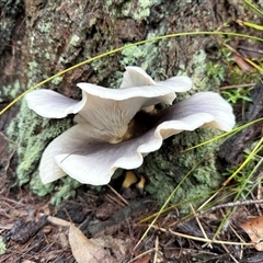 Omphalotus nidiformis at Bucketty, NSW - Yesterday by MartinPredavec