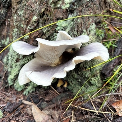 Omphalotus nidiformis at Bucketty, NSW - Yesterday by MartinPredavec